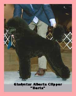 Gladystar Alberta Clipper Puppy Show Picture, First win