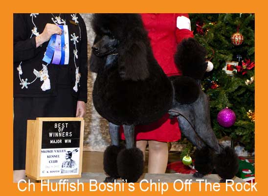 CH Huffish Boshi's Chip Off The Rock Show Picture, Skokie KC Best of Winners 2013