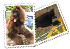 Poodle Photo Gallery