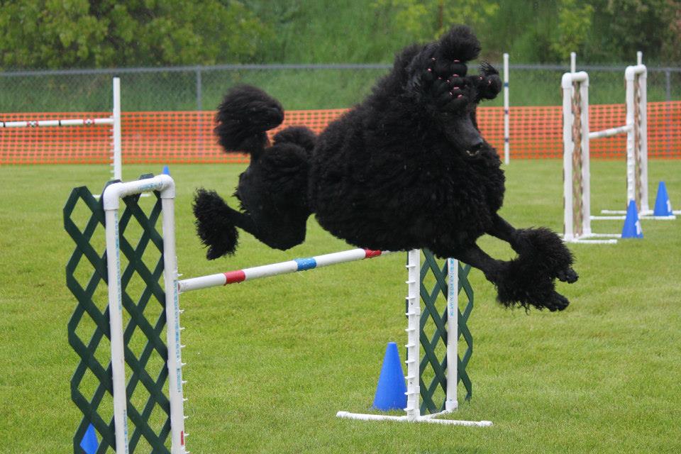 Standard Poodle Sultry Agility pic