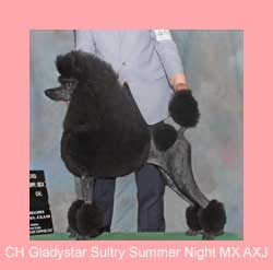 Gladystar Sultry Summer Night Show Picture, First win