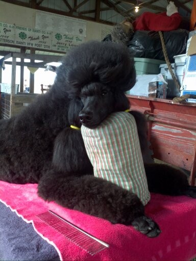 Standard Poodle Sultry waiting to show pic