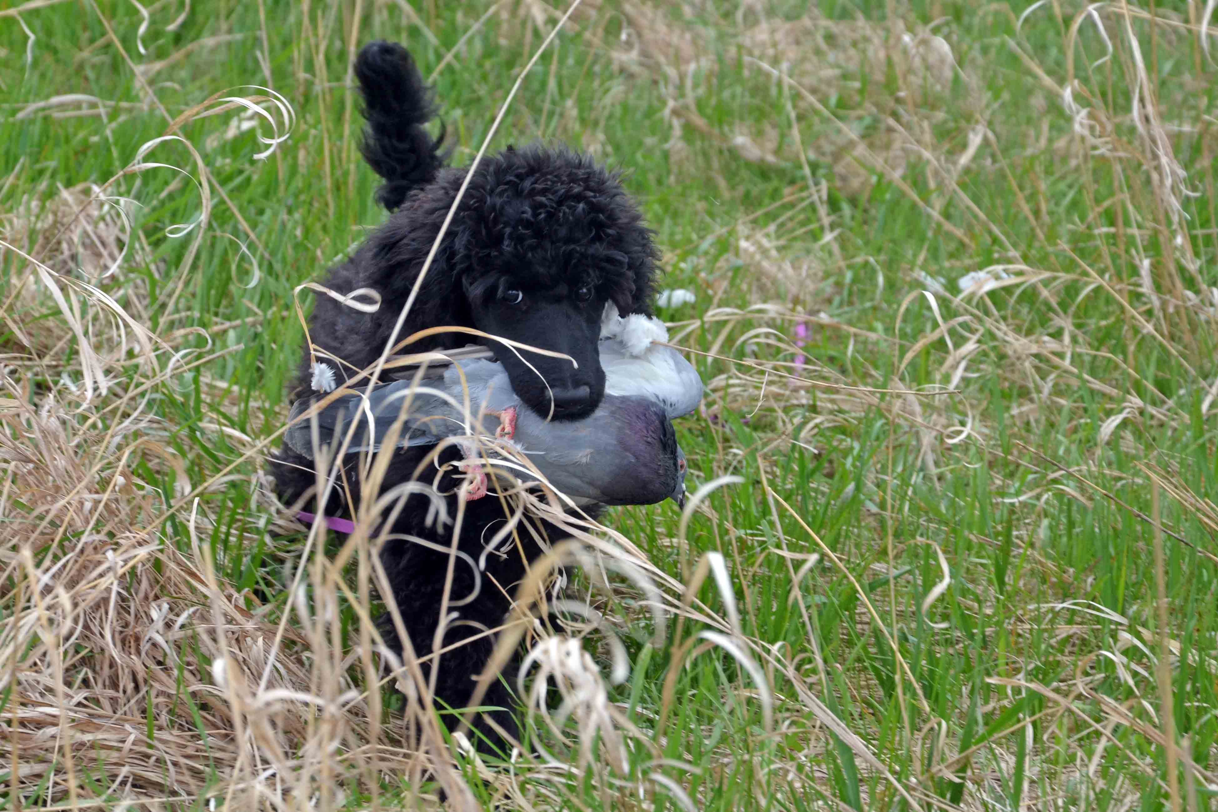 Standard Poodle Berta retrieving a pigeon. 