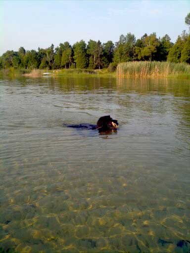 Standard Poodle Berta retrieving a bumper in the water. 