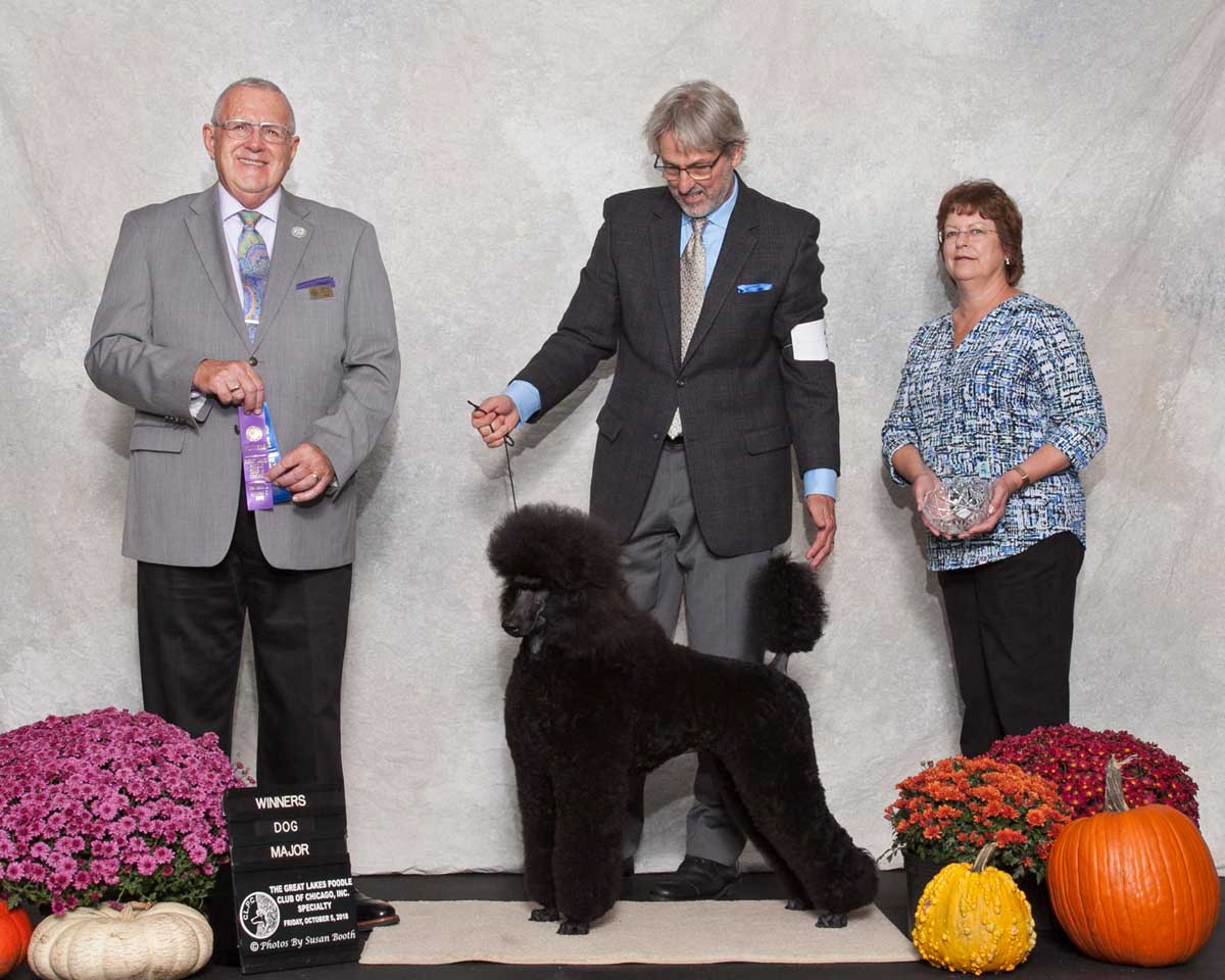 Gerard, Winners Dog at Great Lakes Poodle Club of Chicago with judge Mr Merle Taylor