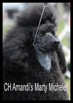CH Amandi's Marty Michelet